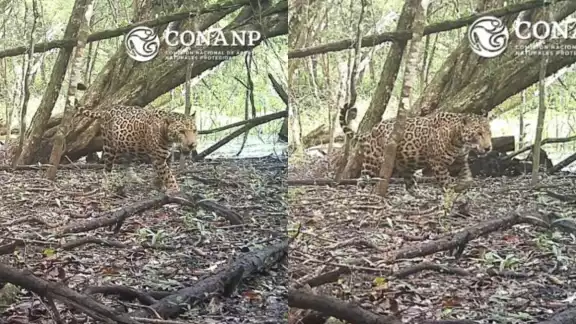 La gestación de las jaguares tiene una duración aproximada de 100 días La gestación de las jaguares tiene una duración aproximada de 100 días