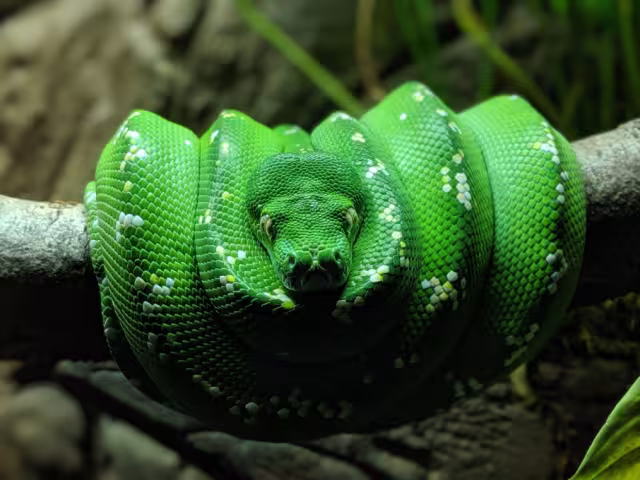 Este 26 de enero se realizará la Expo Reptiles en el parque principal de Chiná, Campeche
