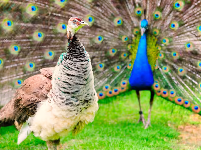 El pavo real de Campeche despliega su cola para impresionar a las hembras en rituales de cortejo.