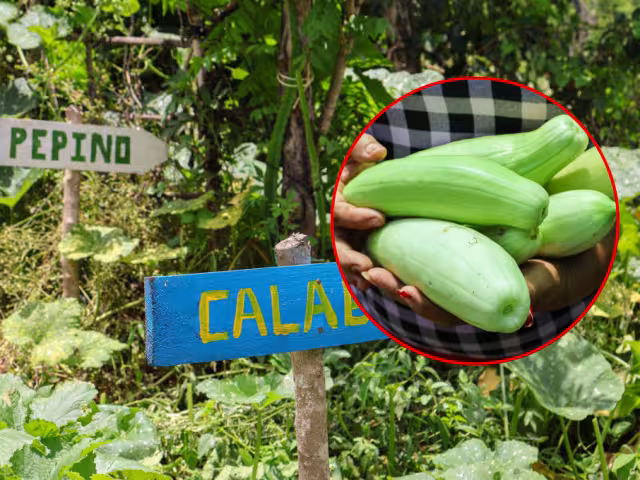 Dos mujeres de Champotón lideran el Huerto Agroecológico “La Bendición”, ejemplo de soberanía alimentaria.