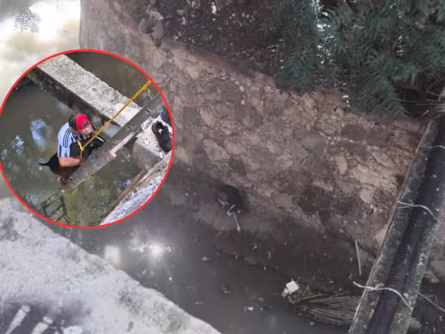 Emotivo rescate en Campeche: “Mufasa” sobrevive a caída en una zanja