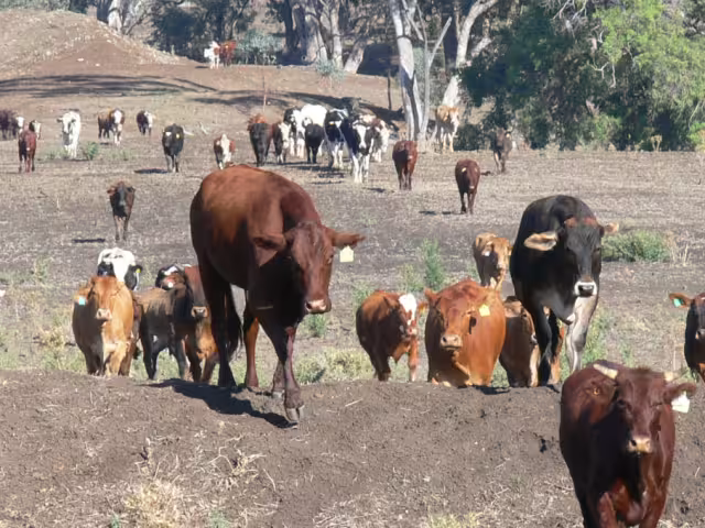 Las lluvias recientes en el sur del estado afectan gravemente a los productores agrícolas y ganaderos