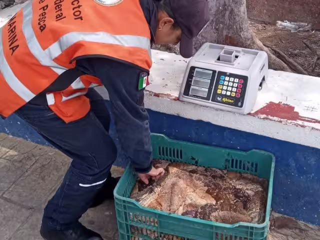 Elemento de la Marina asegura el pepino de mar en Progreso