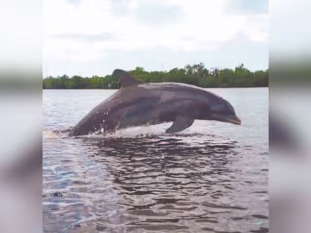 Los pescadores han avistado al ya famoso ejemplar