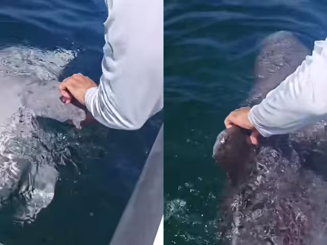 Es probable que el ejemplar haya muerto tras colisionar con una embarcación