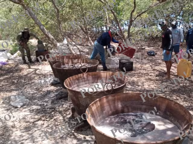 Autoridades descubrieron todo un campamento en que recolectaban el pepino de mar