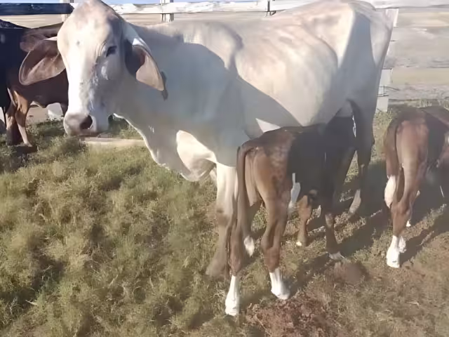 SENASICA confirmó la presencia del gusano barrenador en ganado tras un resultado positivo en una muestra tomada a un becerro