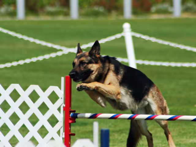 Campeche vivirá la emoción del deporte canino con la 1.ª Copa AGI 2025