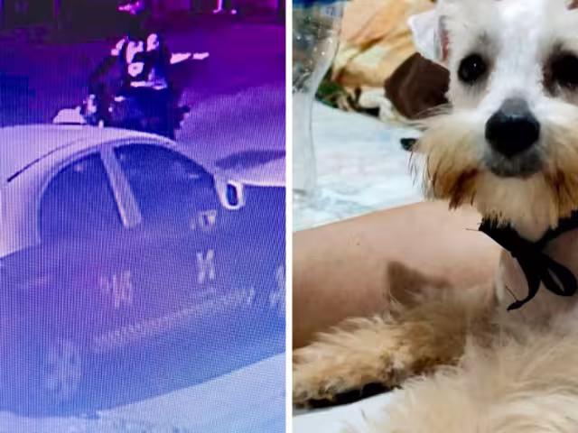 Familia busca a Coco, un Schnauzer robado por presunto taxista