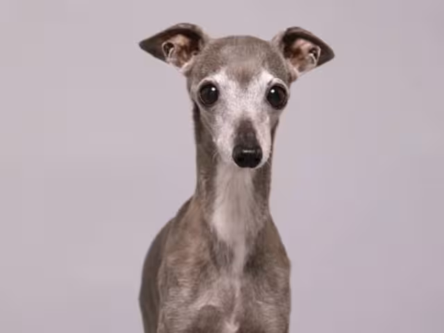 Murió “Tika the Iggy”, la perrita que enamoró a las marcas y a los usuarios de redes sociales