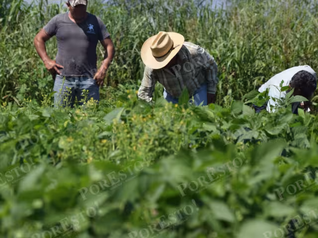 Campesinos alzan la voz: Canacintra y Sader responden ante reclamos por precios