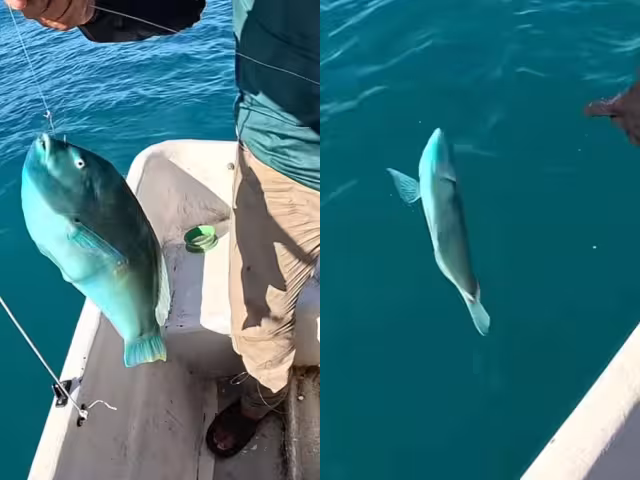 Los peces loro son considerados elementales para la salud de los arrecifes de coral
