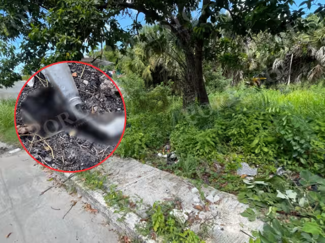 Vecinos alarmados tras hallazgo de restos de gato en Champotón; investigan posible crueldad animal