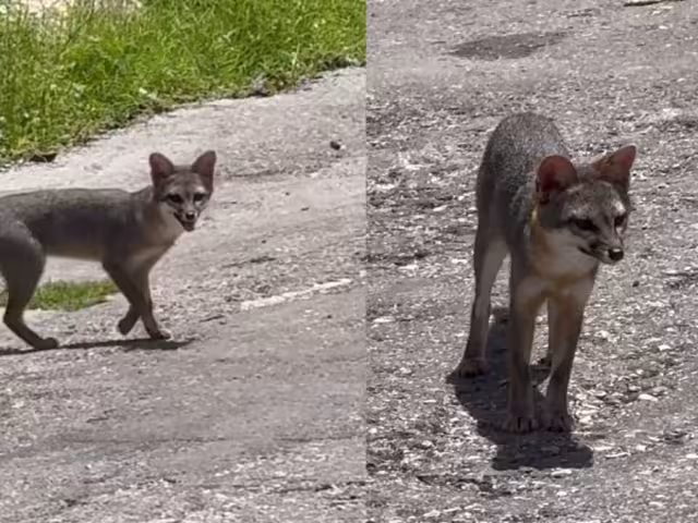 Avistan zorra gris en la colonia Polvorín de Campeche y piden rescate urgente