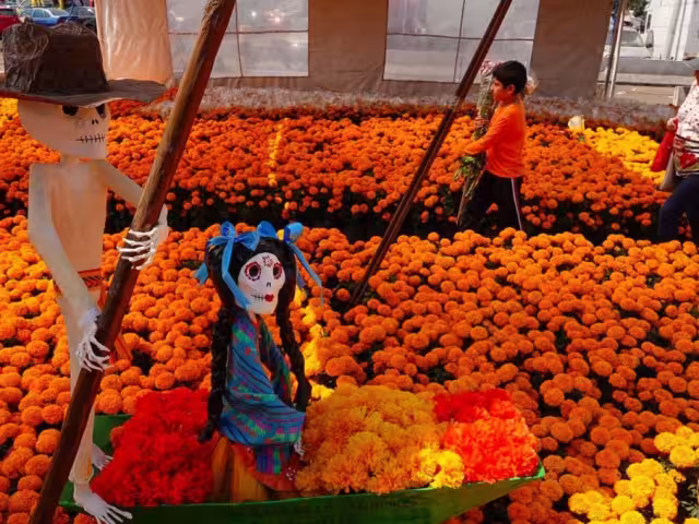 La flor de cempasúchil ha sido, desde tiempos prehispánicos, un símbolo de la vida, la muerte y la renovación
