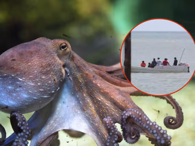 Campeche aporta más del 30 % del pulpo nacional, con comunidades costeras como Lerma, Seybaplaya, Sabancuy y Champotón.