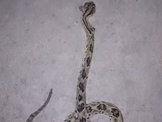 Hombre pierde la vida en hospital de Chetumal por mordida de serpiente