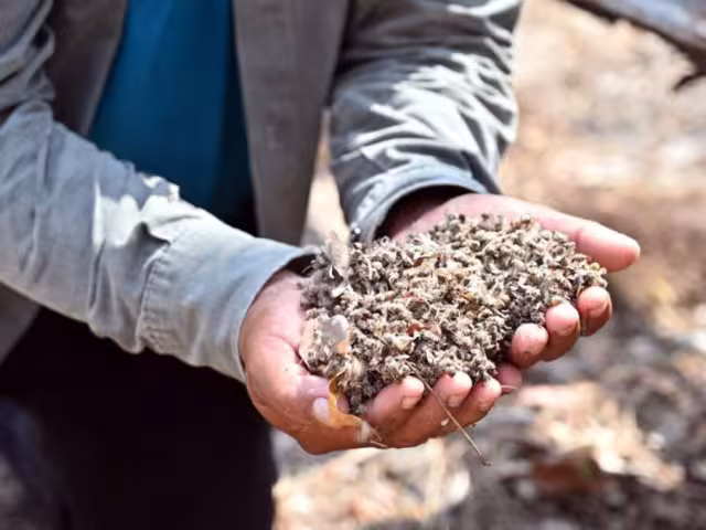 Apicultura en Riesgo