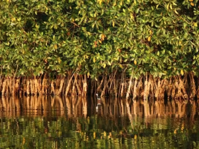 Surge presión mediática para frenar construcción en Mahahual