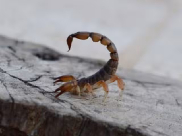 Ante la indignación pública por lo ocurrido, el gobernador de Sonora, Alfonso Durazo, anunció la apertura de una investigación