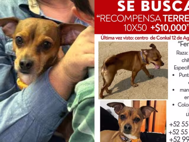 El can se extravió hace más de un mes en Conkal