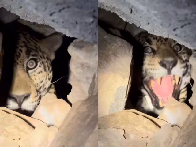 El proyecto intenta desplazar a los jaguares que suelen atacar ganado y así evitar que sean cazados en represalia