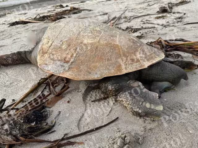 Segundo hallazgo del día: tortuga “Boba” encontrada sin vida en Ciudad del Carmen