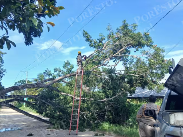 Los fuertes vientos provocaron la caída de un árbol de caoba en la colonia Francisco Villa de Escárcega.