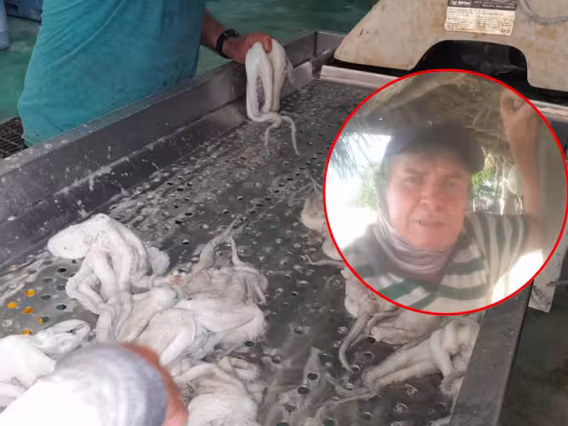 Isleños de Isla Arena denunciaron que casi no hay pulpo en el inicio de temporada.