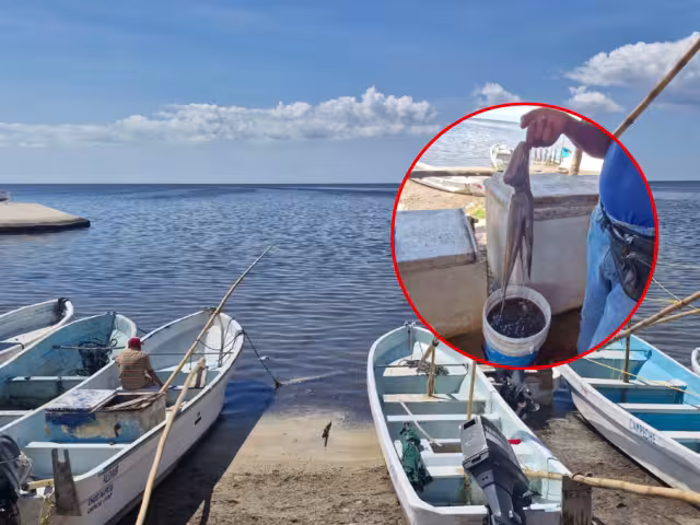 Pescadores campechanos obtuvieron solo 6 kg de pulpo por lancha, muy por debajo de lo esperado.