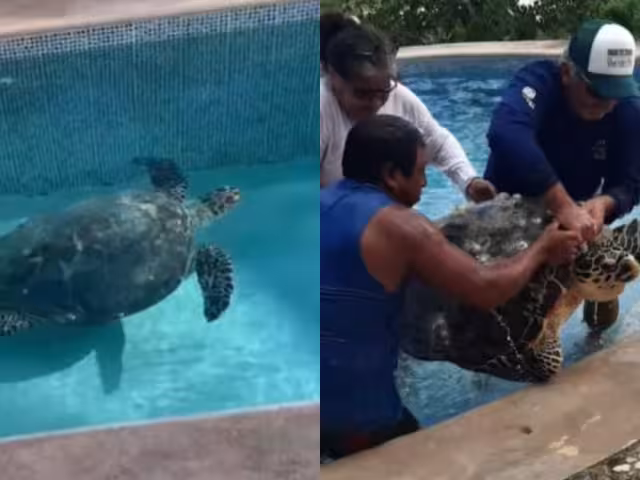 Las luces desorientan a las tortugas que salen del mar para desovar