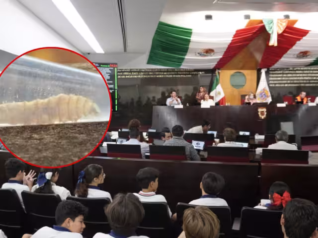 Aprueban exhorto federal por brote de gusano barrenador; rechazan apoyo para Salud