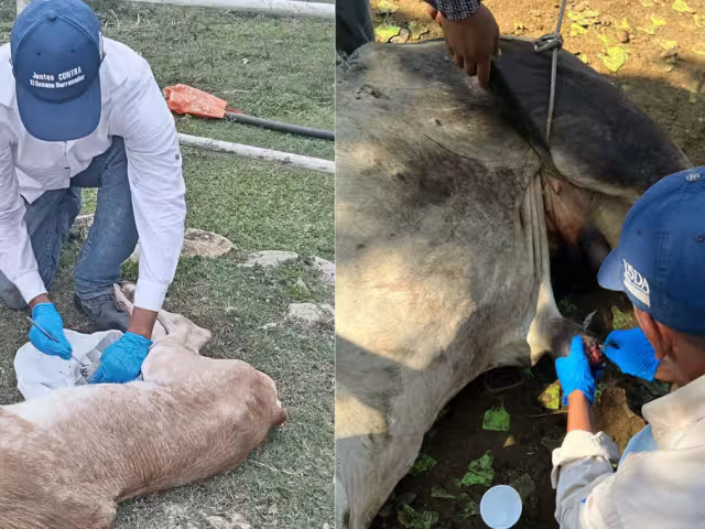 La OMSA ha registrado 279 casos de miasis en Campeche entre 2024 y el 7 de julio de 2025.