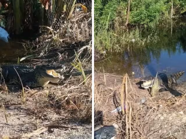 Riesgo latente: reptiles de hasta dos metros ponen en alerta a vecinos de Sihochac