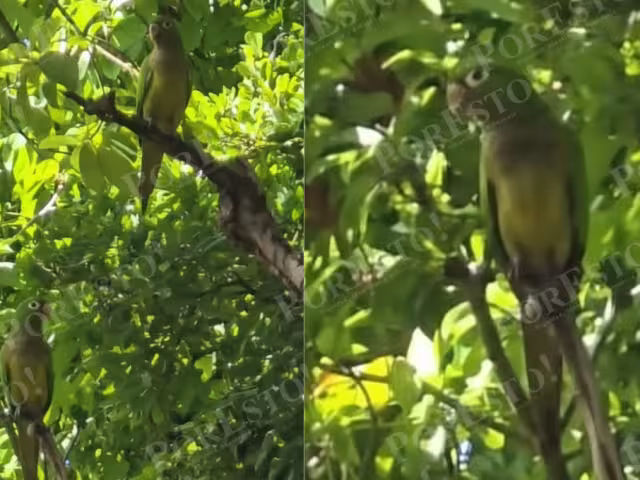 Las aves fueron vistas entre las ramas de una mata de zapote