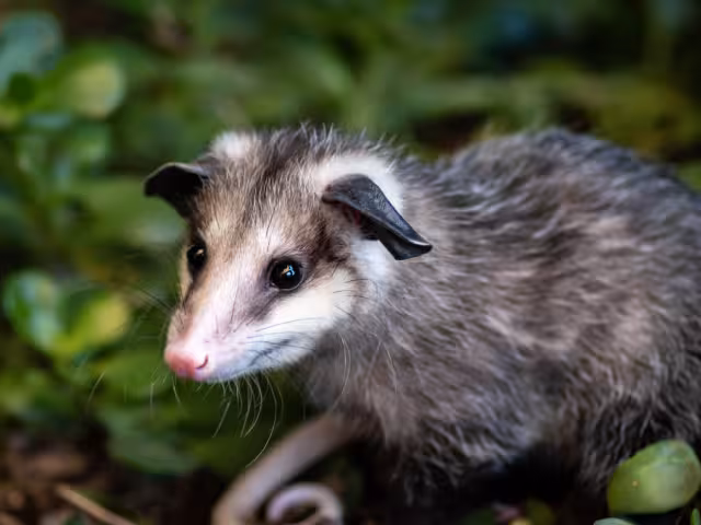 Gracias al tlacuache, hoy hay antídotos contra serpientes en Campeche