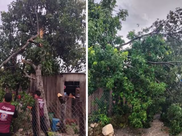 Fuertes vientos y lluvia provocaron la caída de un árbol en Escárcega.