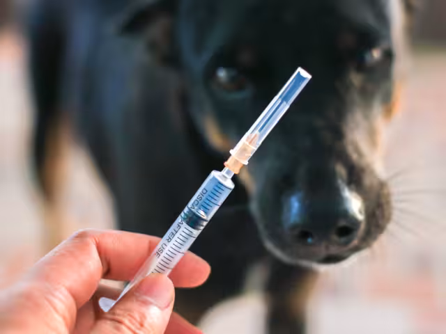 Jornada estatal de vacunación antirrábica en Campeche: conoce horarios y lugares