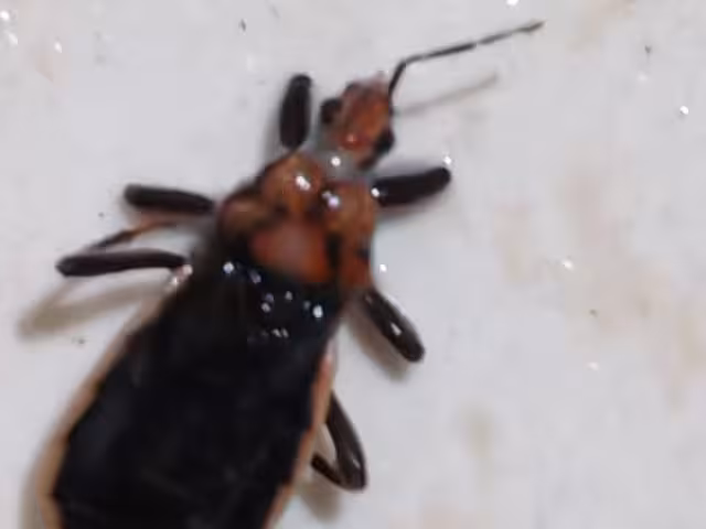 Confirman presencia de chinche besucona en Chetumal; piden tomar precauciones