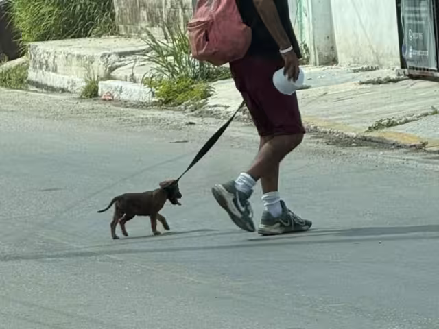 Rescatista denuncia crueldad contra un cachorro en la colonia San Rafael.