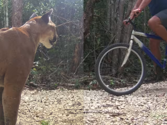 En la mayoría de los casos los felinos suelen evitar la confrontación y huyen al detectar la presencia del ser humano