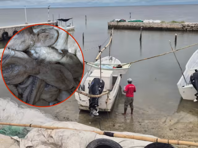 Revendedores de molusco en Champotón enfrentan una crisis económica ante la baja compra de foráneos de Monterrey y Sinaloa.