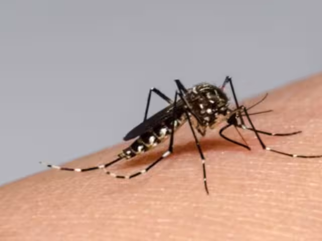 3 nuevos casos de dengue