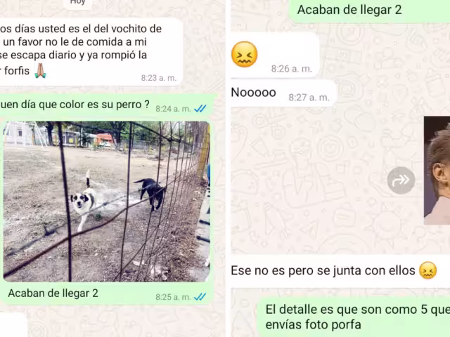 Perro se escapa para ir por los tacos