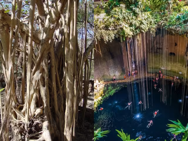 El árbol de álamo es capaz de extender sus raíces hasta 30 metros bajo el suelo, buscando acceder al agua de los cenotes