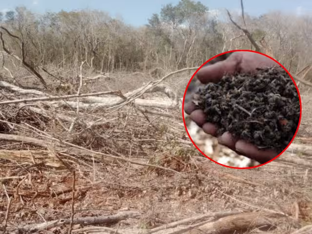 La aplicación de agroquímicos y la desforestación agresiva afectan la producción de miel en Los Chenes.
