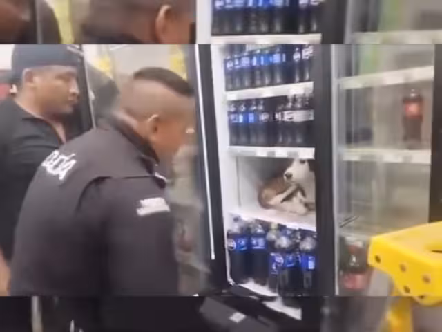 Por más aplausos y cariñitos que le hicieron, este peludo no salía del refrigerador