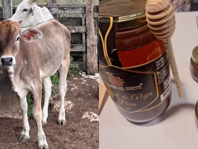 El Gobierno estatal impulsa proyectos para fortalecer dos pilares: la apicultura y la ganadería