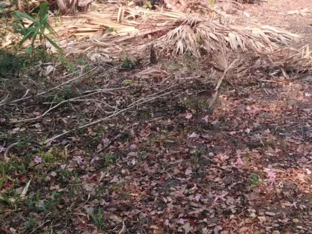¿Cómo afecta la sequía prolongada a los ganaderos de Sabancuy?