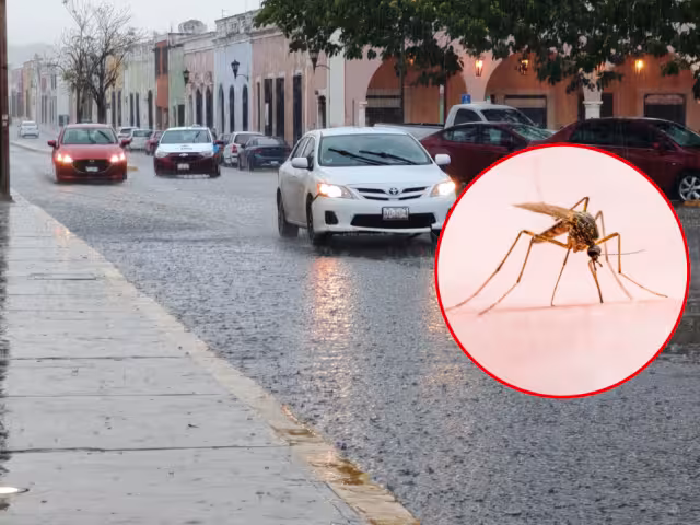 El dengue es endémico en Campeche y aumentan los contagios con la llegada de las lluvias, alertó la SSA.